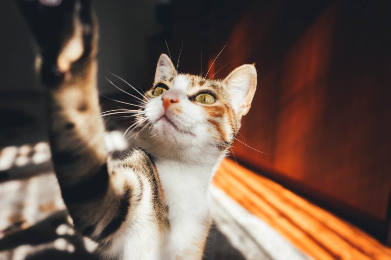 Over ons Een kat verzorgen: zacht poesje zit op schoot terwijl eigenaar deze aaiet